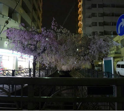 P1030766.JPG