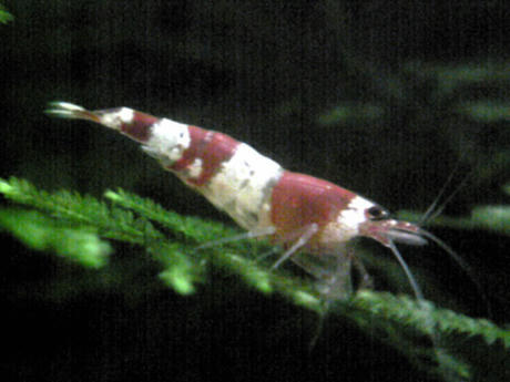 066ccd73.jpg