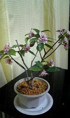 DVC00335.jpg