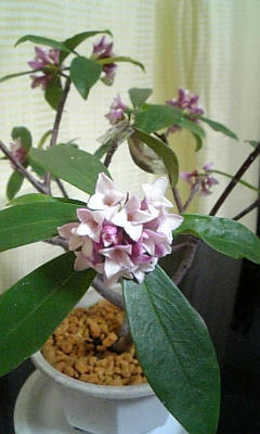 DVC00336.jpg