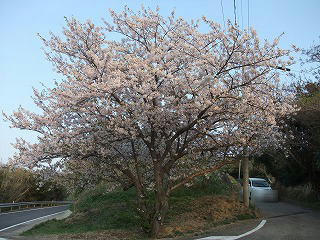 sakura2.jpg