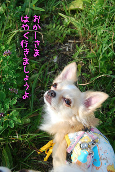 070827_kuru_a1.jpg