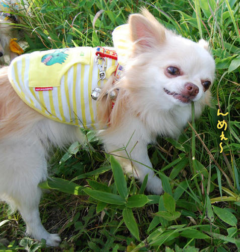 070827_kuru_a2.jpg