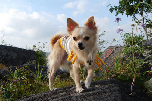 070827_kuru_a3.jpg