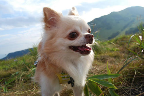 070827_kuru_a4.jpg
