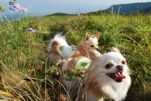 070827_kuru_a10.jpg
