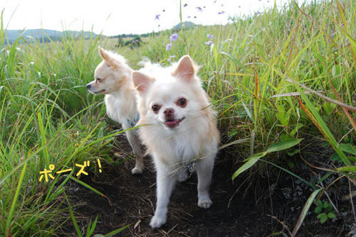 070827_kuru_a11.jpg