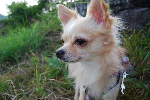 070826_miha3.jpg