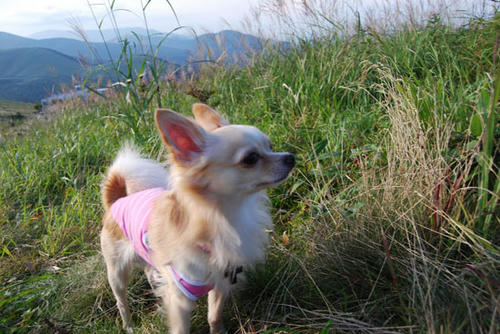 070903_royh11.jpg