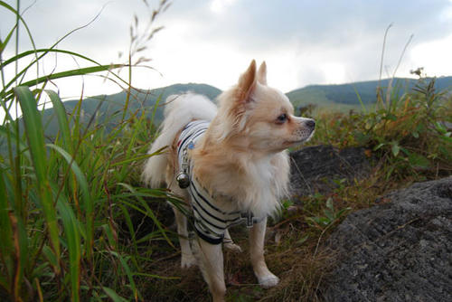 070904_kuruma14.jpg