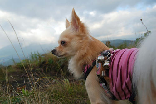 070904_kuruma17.jpg