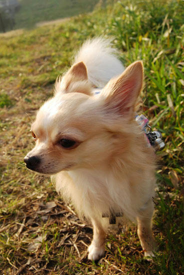 070908_royh9.jpg