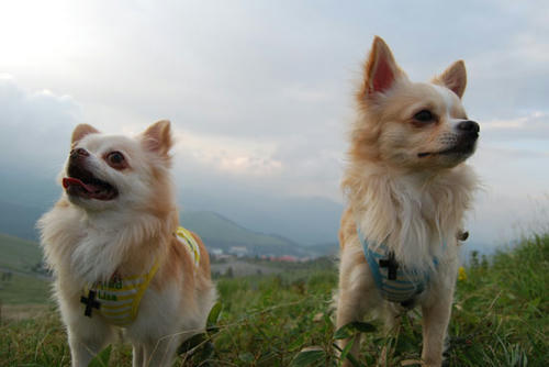 070908_royh15.jpg