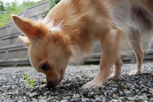070910_ura6.jpg