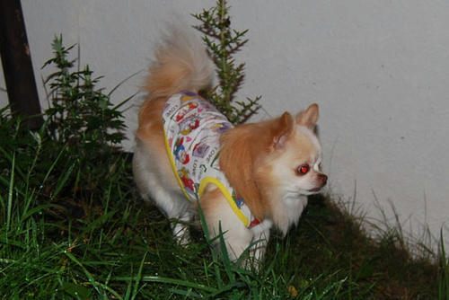 070910_ura11.jpg