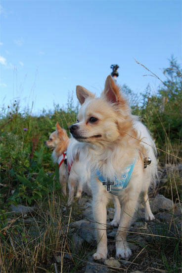 070918_roy11.jpg