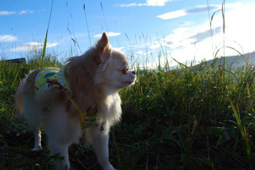 070918_roy15.jpg