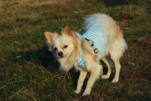 071007_roy25.jpg