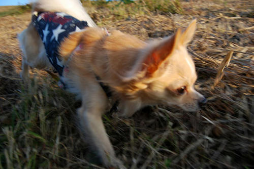 071007_roy31.jpg