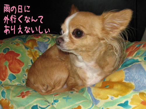 071009_tko6.jpg