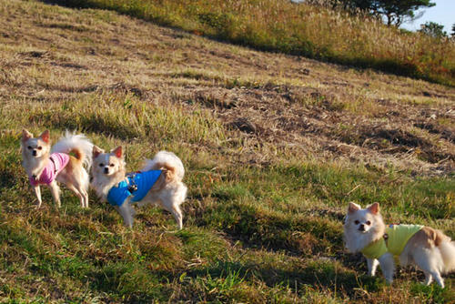 071010_roy7.jpg