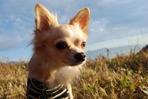 071022_roy17.jpg