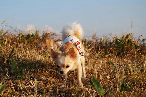 071023_roy14.jpg