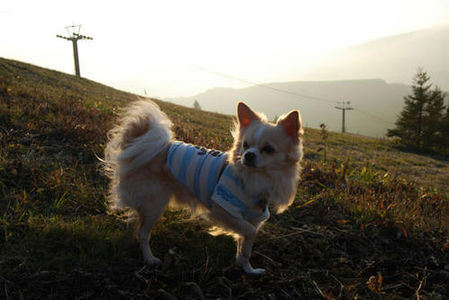 071023_roy27.jpg