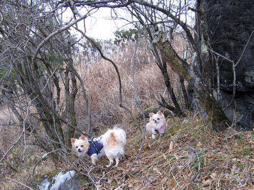 071105_ura2.jpg