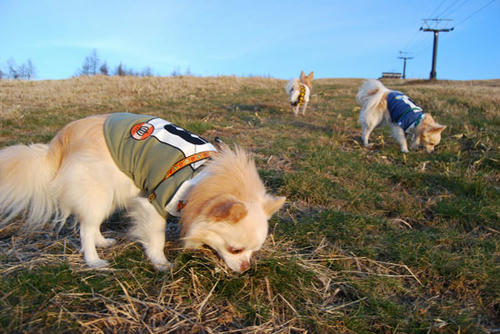 071108_royh4.jpg