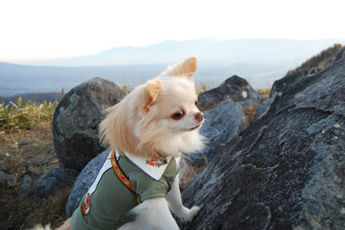 071108_royh24.jpg
