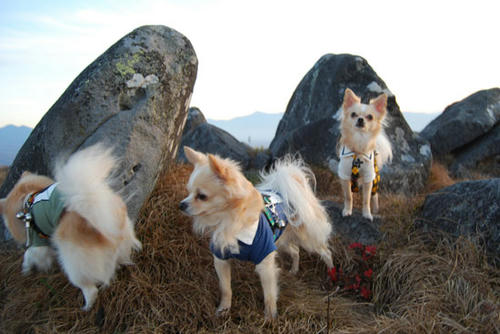 071108_royh25.jpg