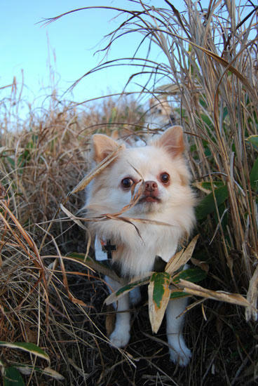 071108_royh35.jpg