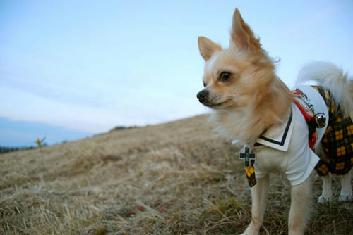 071108_royh40.jpg
