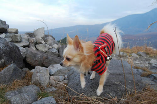 071109_kuru2.jpg