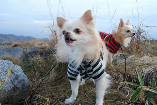 071109_kuru4.jpg