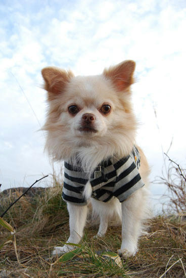 071109_kuru7.jpg