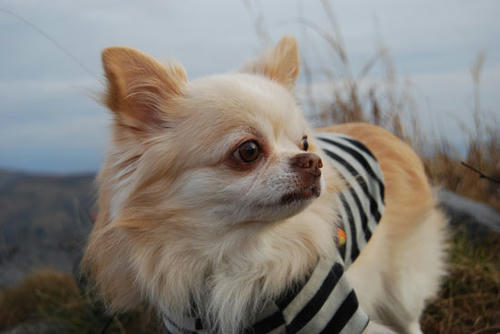 071109_kuru9.jpg
