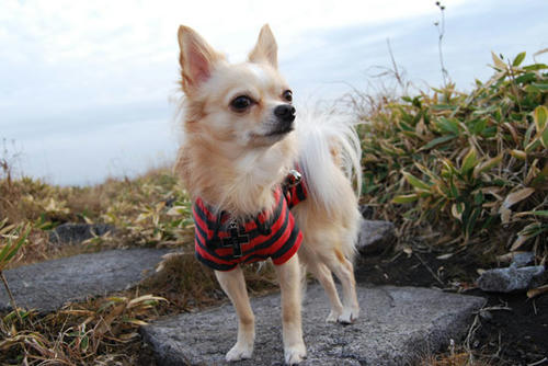 071109_kuru18.jpg