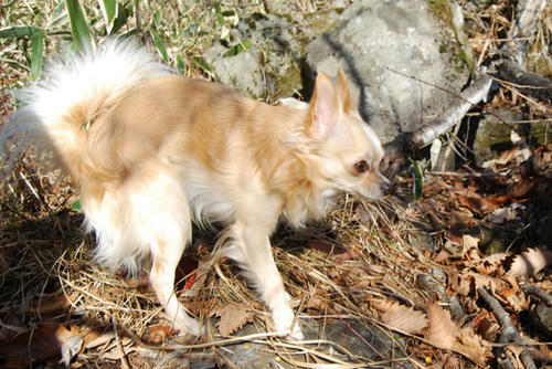 071209_ura8.jpg