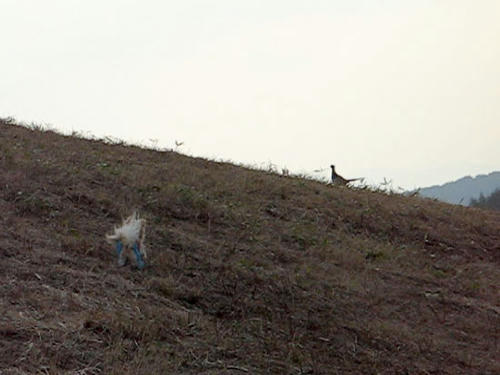 080516_royh13.jpg
