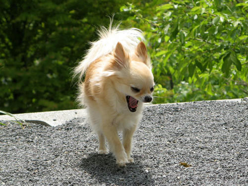 080610_kuru8.jpg