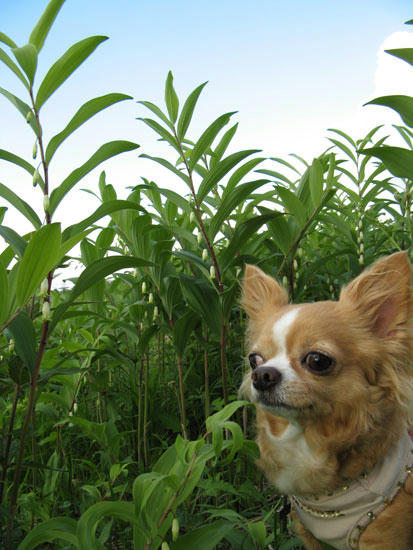 080624_royh1.jpg