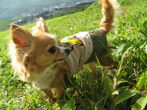 080624_royh4.jpg