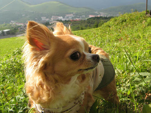 080624_royh5.jpg
