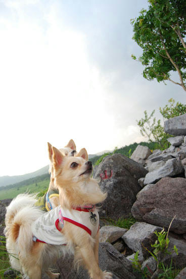 080711_kuru2.jpg