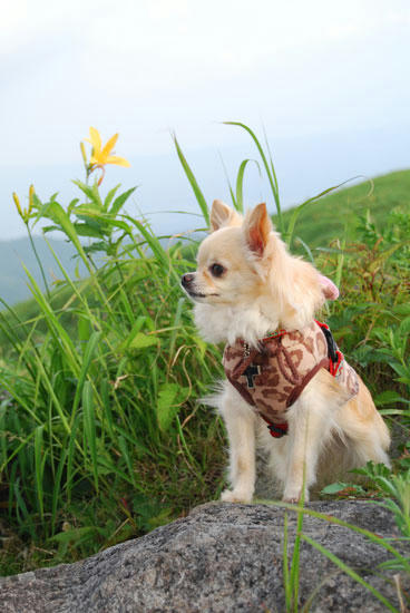 080711_kuru6.jpg
