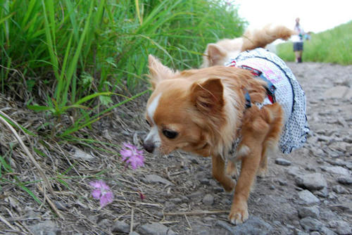 080808_karu6.jpg