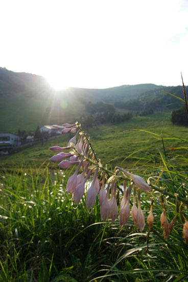 080808_karuv1.jpg