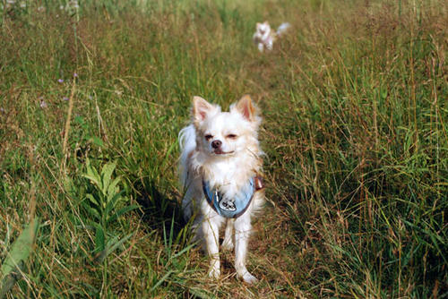 080818_royh2.jpg
